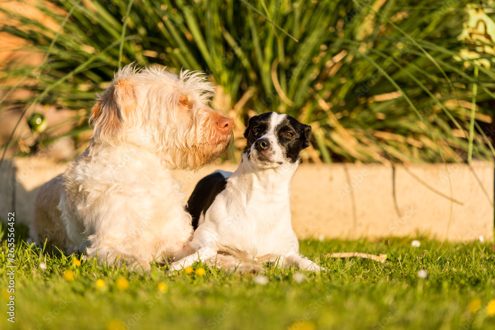 Fototapeta premium Tierfreundschaft