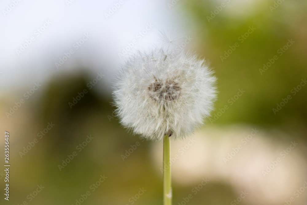 dandelion with flying seeds, natural Background dandelion with flying seeds, natural Background