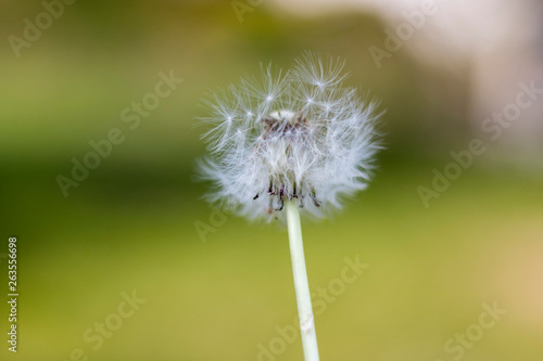 dandelion with flying seeds  natural Background