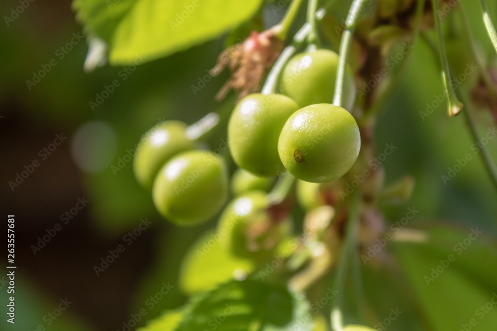 Sweet Cherry Branch With Small Fruits 