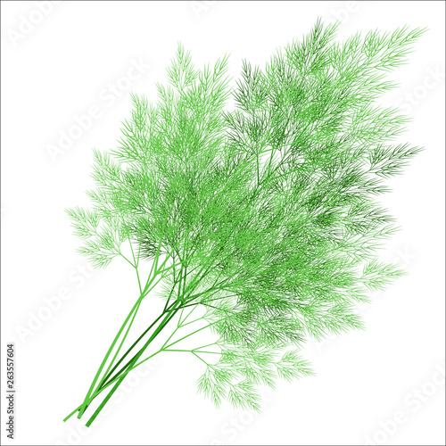 Branches of fresh dill branches. Tasty and healthy spicy grass. Seasoning with meat and vegetable dishes. Vector illustration