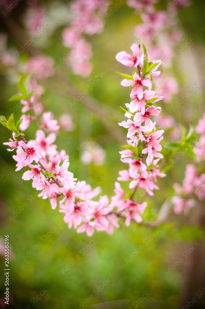 Fototapeta premium pink flowers in the garden