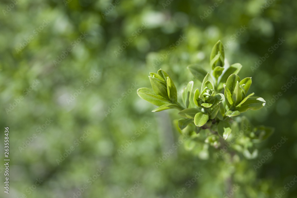 Closeup view of spring green leaves on blurred greenery background in garden with copy space using as background. Closeup view of spring green leaves on blurred greenery background in garden with copy space using as background.