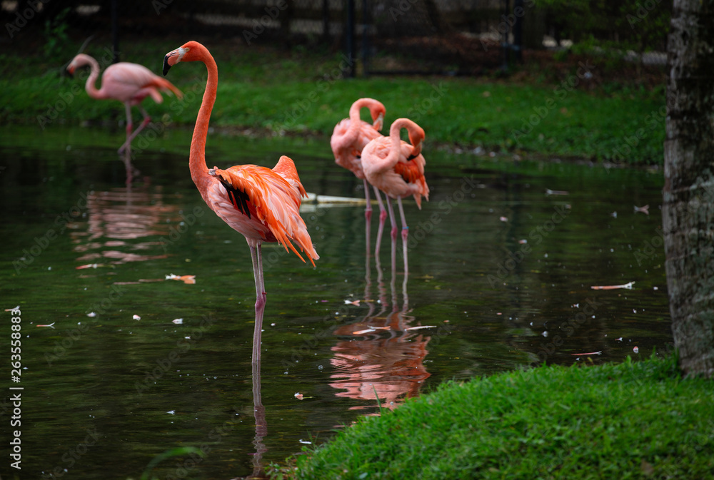 Beautiful Flamingos Standing in the Water pond of a Lion Country Safari, Florida. Pink Flamingos in the Park. Beautiful Flamingos Standing in the Water pond of a Lion Country Safari, Florida. Pink Flamingos in the Park.