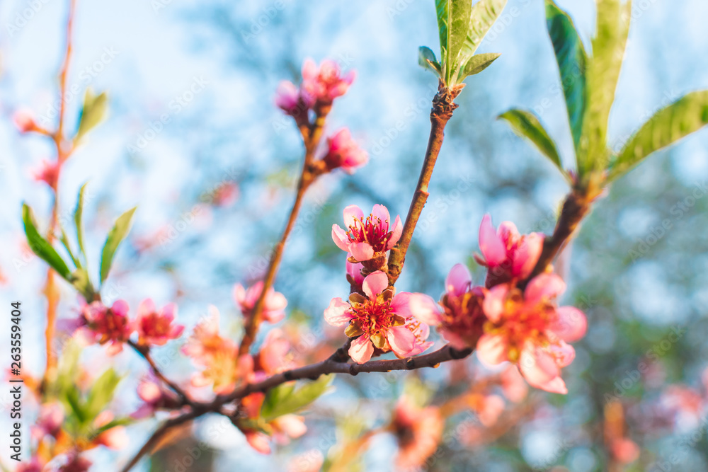 Beautiful blossomed pink peach flowers. Spring concept Beautiful blossomed pink peach flowers. Spring concept
