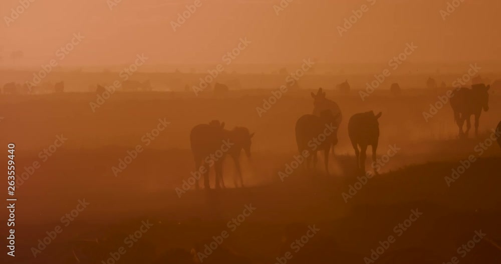 A group of Zebras leaving a waterhole at sunset on the Makgadikgadi Pans,Botswana A group of Zebras leaving a waterhole at sunset on the Makgadikgadi Pans,Botswana