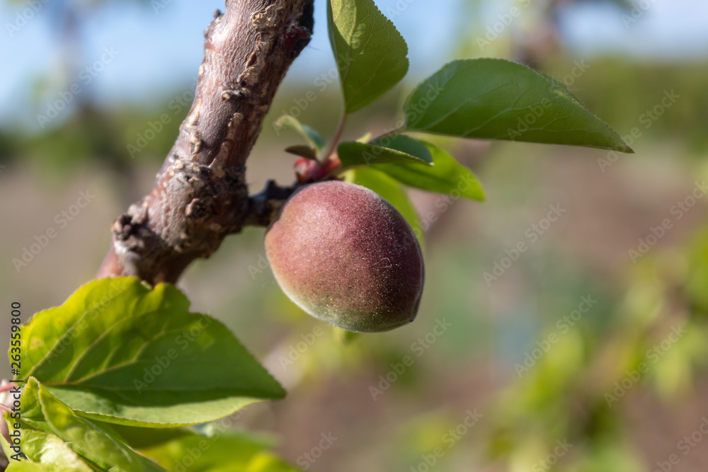 Apricot Branch With Small Fruit Apricot Branch With Small Fruit