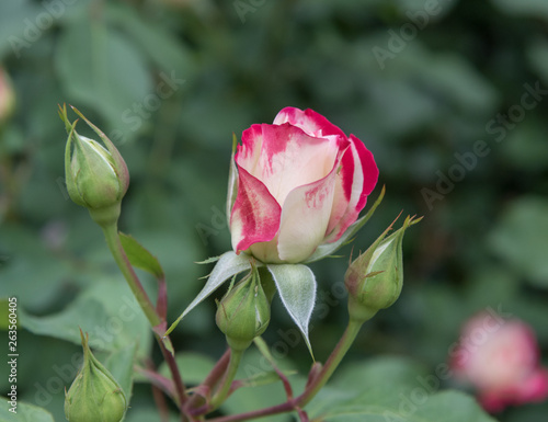Gorgeous two-colored rose bud, Southern California