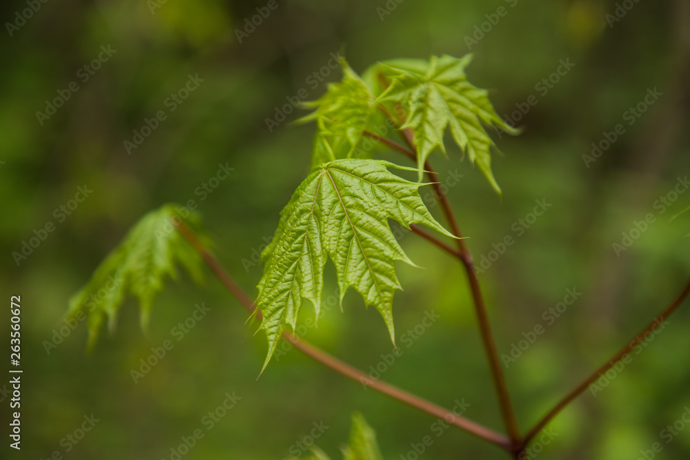 Spring leaf. Composition of nature. Spring green leaves branches Spring leaf. Composition of nature. Spring green leaves branches