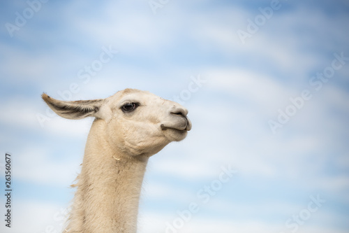 lustiges Lama vor blauem Himmel  © Ines Hasenau