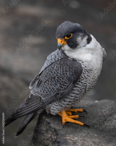 Peregrine Falcon 