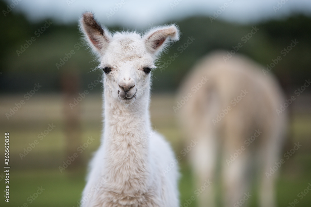 niedliches kleines Lama Baby guckt frech in die Kamera Alpaka weiß auf einer schönen Koppel, Knickohr, Neugieriges Tierkind