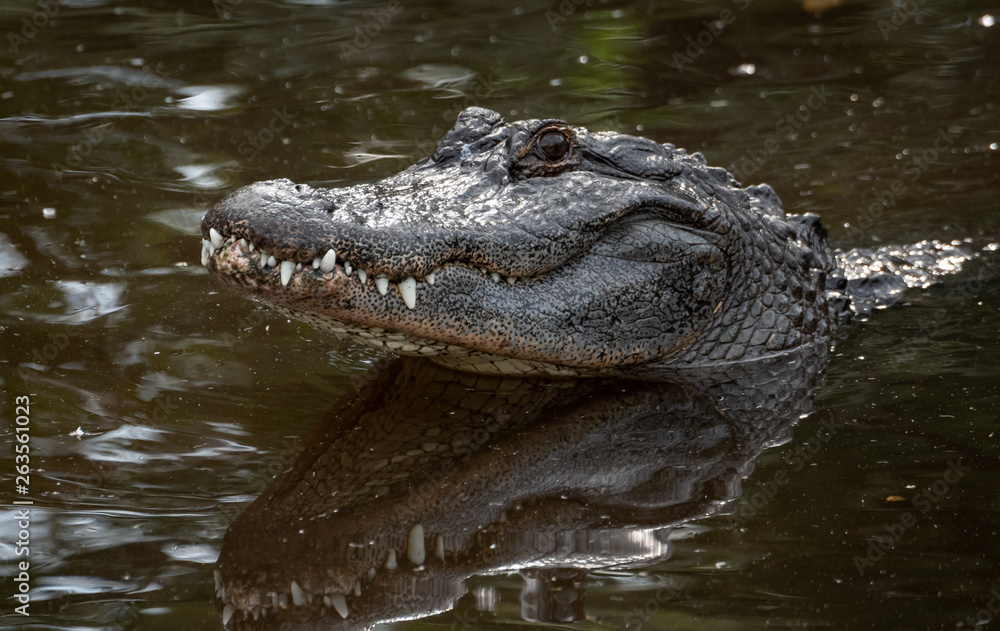 Obraz premium Alligator in Florida 