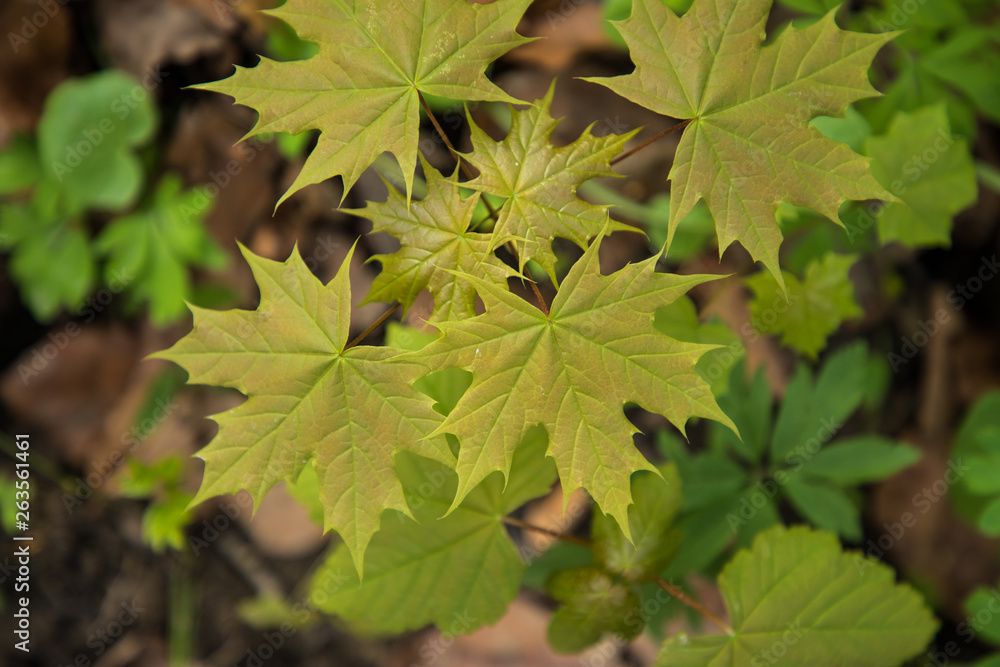 Spring leaf. Composition of nature. Spring green leaves branches Spring leaf. Composition of nature. Spring green leaves branches