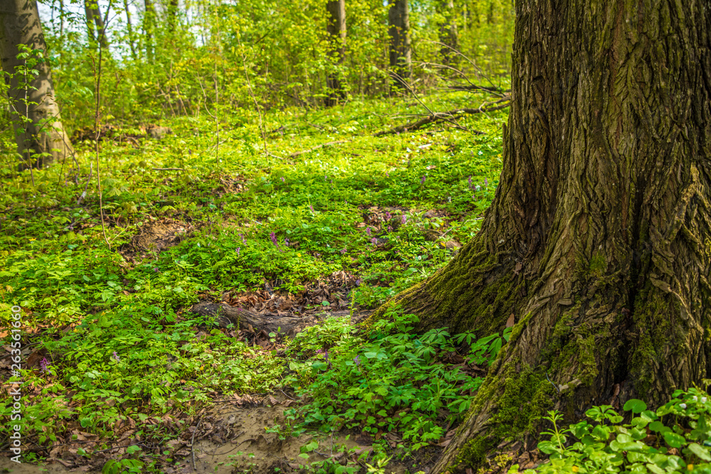 Forest trees. nature green wood in spring. Spring time