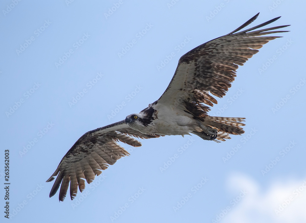 A North American osprey (Pandion haliaetus) in flight A North American osprey (Pandion haliaetus) in flight