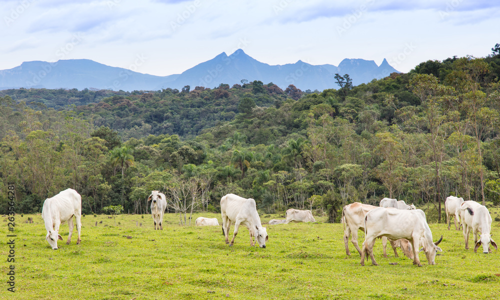 Obraz premium Gado pastando no campo