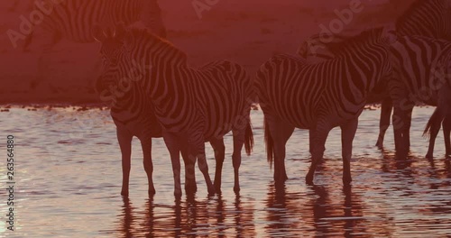 A group of Zebras drinking at a waterhole at sunset on the Makgadikgadi Pans,Botswana 