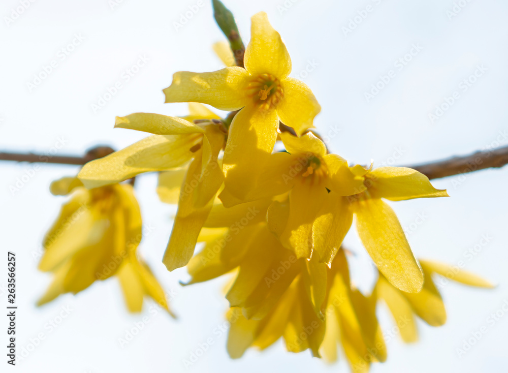 yellow flowers forsythia closeup on white background yellow flowers forsythia closeup on white background