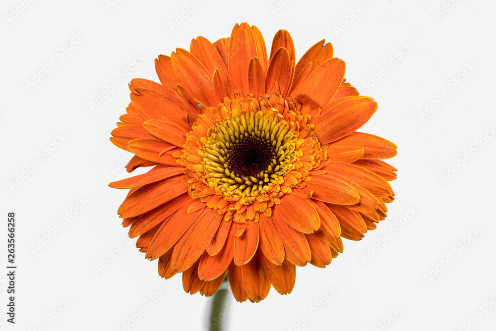 Closeup focus stacked shot of an isolated orange chrysanthemum with clipping path