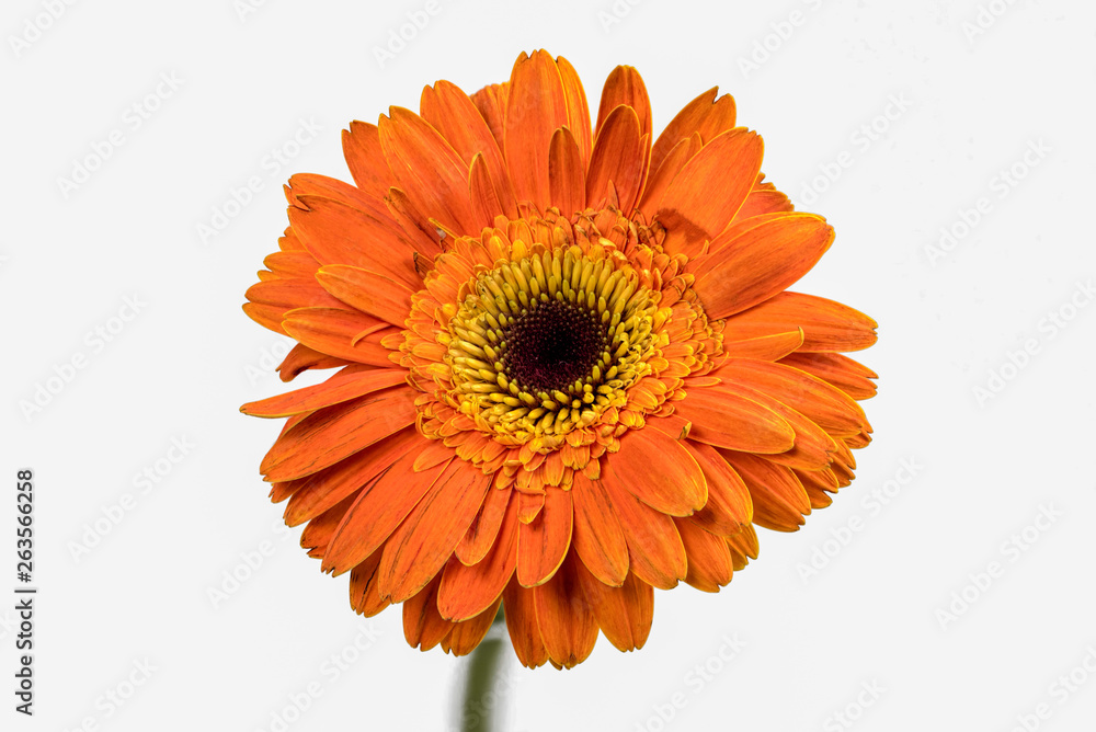 Closeup focus stacked shot of an isolated orange chrysanthemum with clipping path Closeup focus stacked shot of an isolated orange chrysanthemum with clipping path