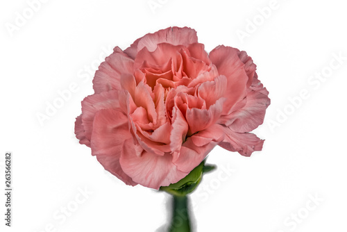 Closeup focus stacked shot of an isolated pink carnation with clipping path © Cinar