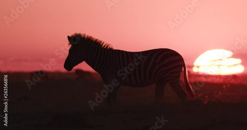 Close-up view of a Zebra walking past the setting sun on the Makgadikgadi Pans,Botswana 