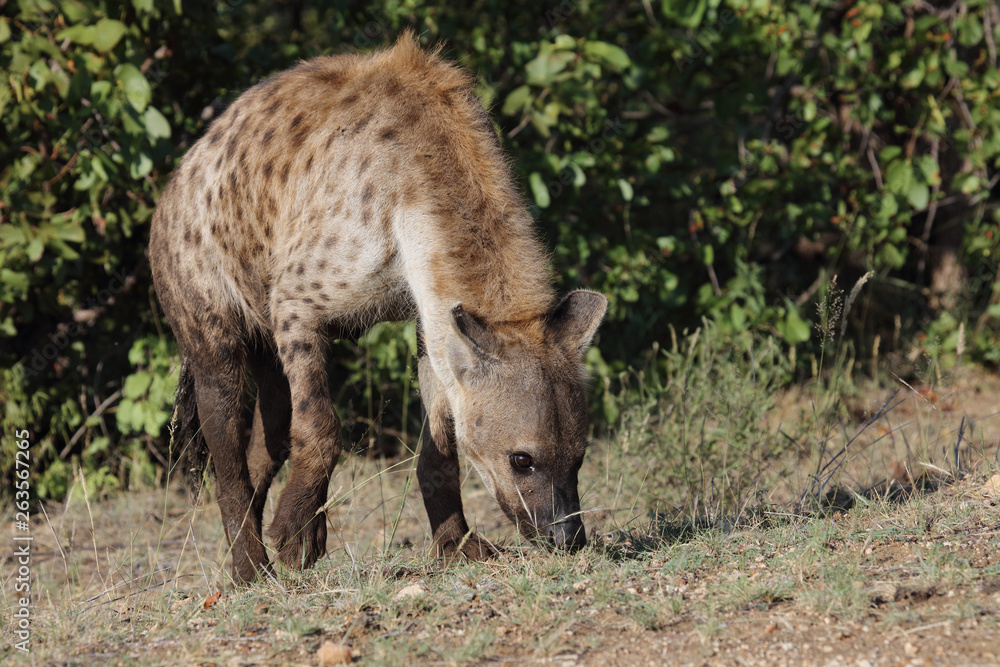 Tüpfelhyäne / Spotted hyaena / Crocuta crocuta Tüpfelhyäne / Spotted hyaena / Crocuta crocuta