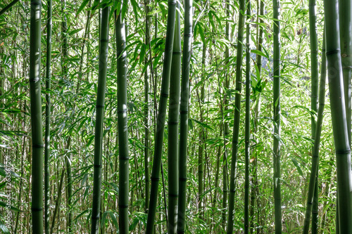 Bamboo Trees in Japanese Tea Garden. San Francisco  California  USA.