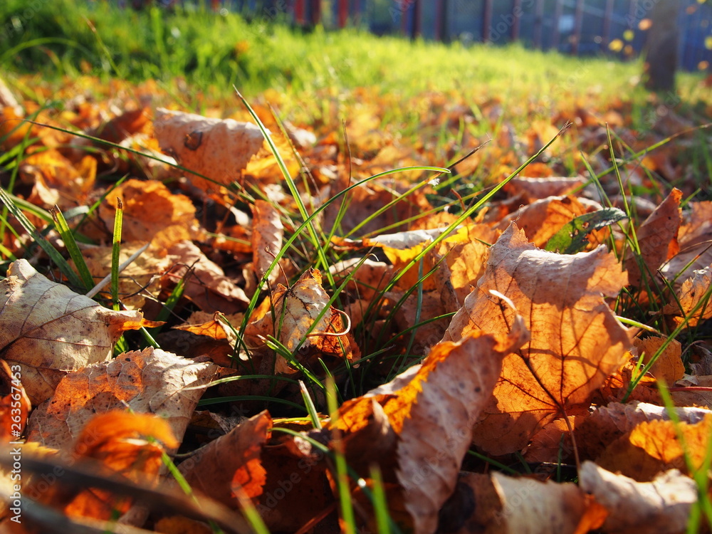 Yellow leaves in autumn in Sunny weather. Details and close-up. Yellow leaves in autumn in Sunny weather. Details and close-up.