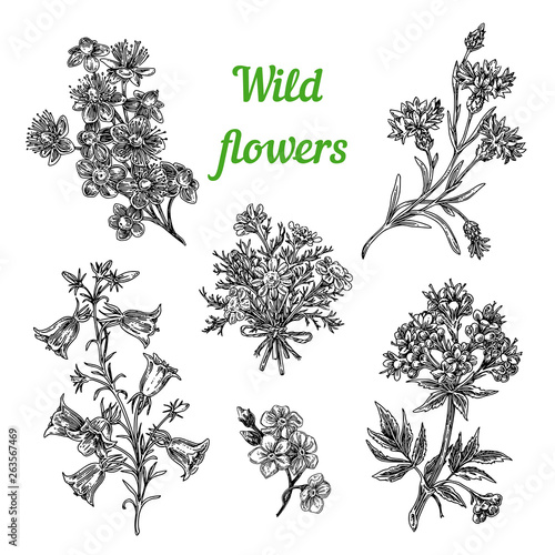 Set of wild flowers. Valerian, bluebells, cornflower, hypericum and camomile. Sketch. Engraving style. Vector illustration.