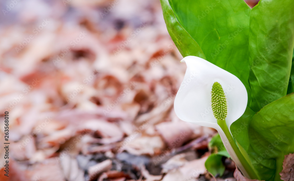 清楚な水芭蕉の花stock Photo Adobe Stock