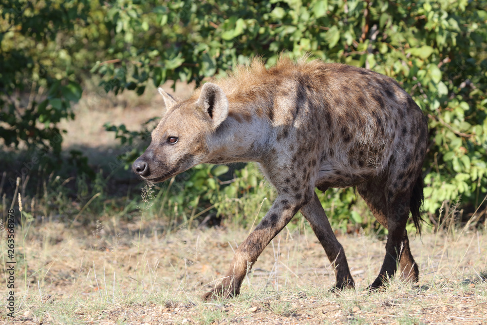 Tüpfelhyäne / Spotted hyaena / Crocuta crocuta Tüpfelhyäne / Spotted hyaena / Crocuta crocuta