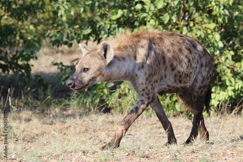 Tüpfelhyäne / Spotted hyaena / Crocuta crocuta © Ludwig