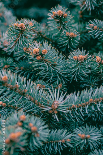 background texture pine branches with young cones