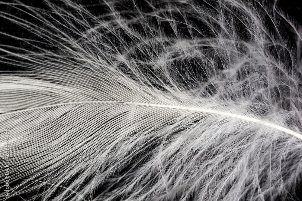 White down feather on black background, close up, macro White down feather on black background, close up, macro