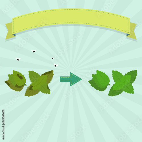Rotten spearmint with flies and fresh spearmint. Blank ribbon for insert text.