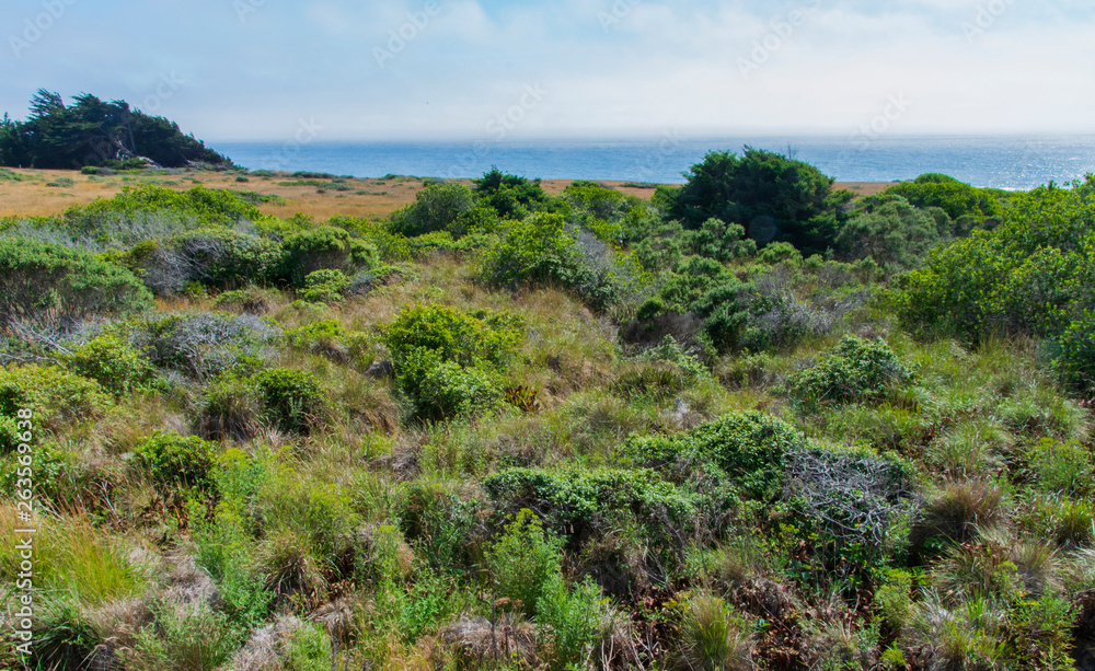 Coastal grasses on the N. California coast