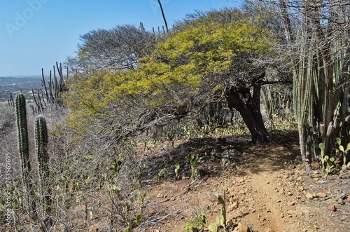 Hiking Trail through Cacti Arikok National Park Aruba