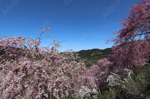 高見の郷 しだれ桜