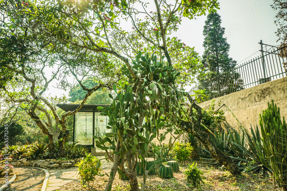 cactus house with various type of cactus in tropical island in bogor indonesia - photo