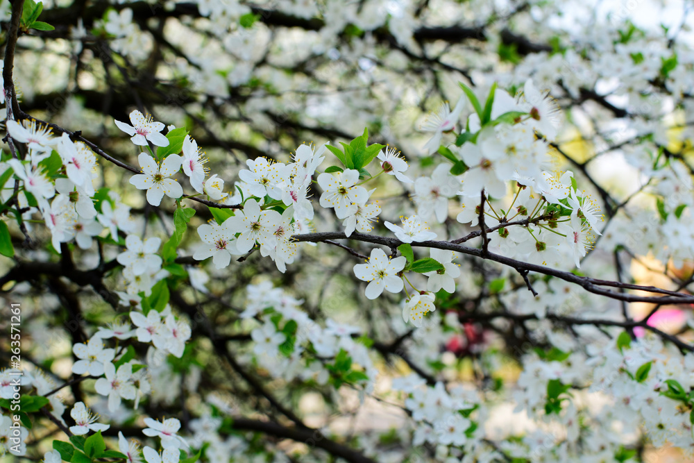 Beautiful flowering cherry trees. Background with blooming flowers in spring day Beautiful flowering cherry trees. Background with blooming flowers in spring day