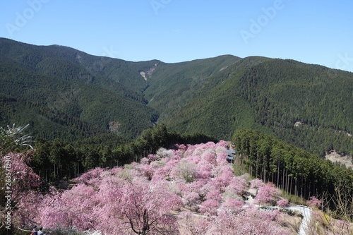 高見の郷　しだれ桜