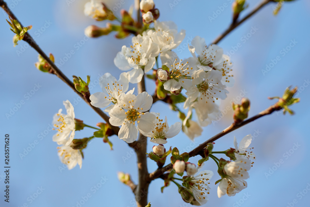 Cherry flowers