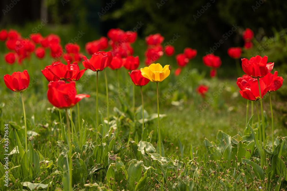Single yellow tulip gesneriana between red tulips. Beautiful bright color in high resolution Single yellow tulip gesneriana between red tulips. Beautiful bright color in high resolution
