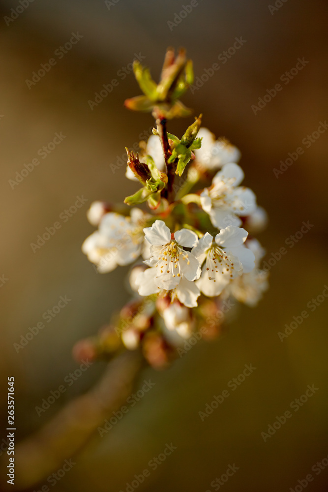 Cherry flowers Cherry flowers