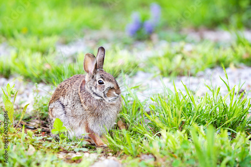 rabbit in the grass © Amy Adams