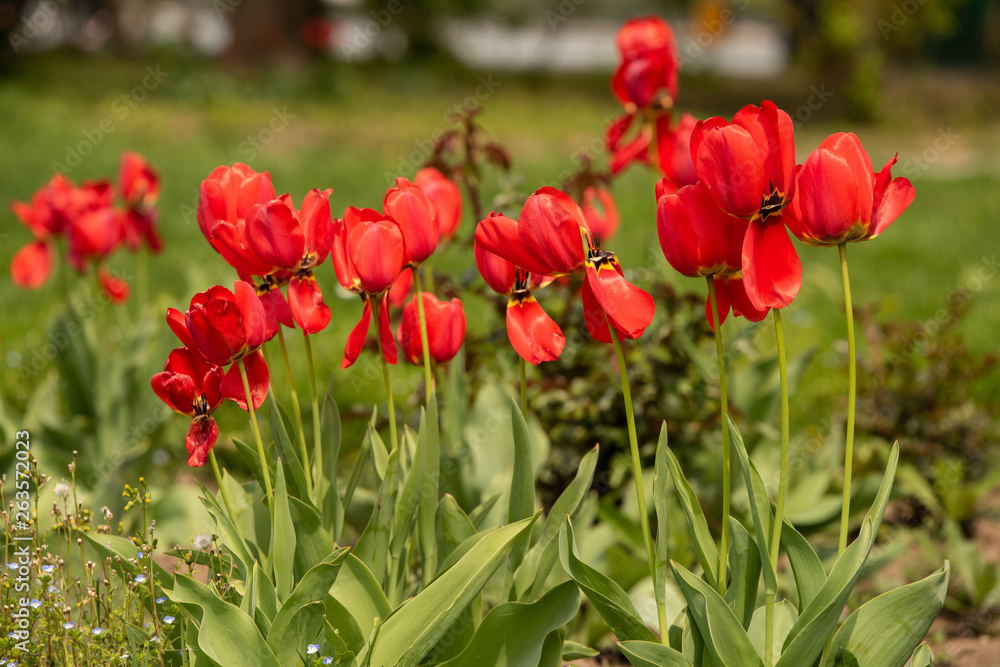 Fototapeta premium Bouquet of tulips tulipa gesneriana shot in the park during day time with natural light. High resolution fresh flowers