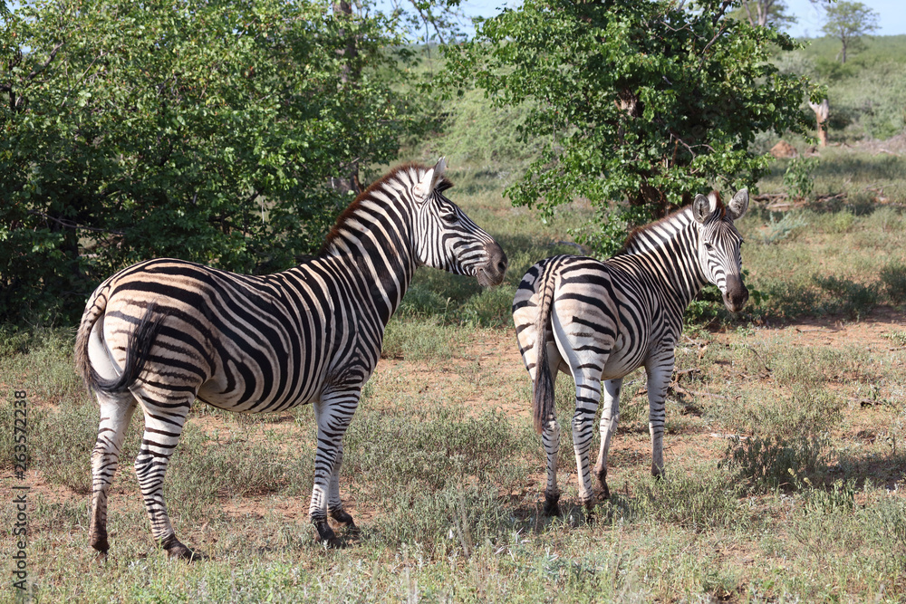 Obraz premium Steppenzebra / Burchell's zebra / Equus burchellii