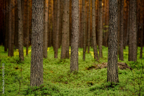 Fototapeta Naklejka Na Ścianę i Meble -  Pine trunks is pine forest with bilberry sheathing. Golden hour forest.